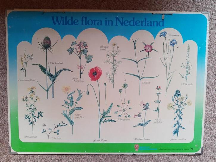Oude schoolplaat Wilde Flora in Nederland, Antiek en Kunst, Antiek | Schoolplaten, Natuur en Biologie, Ophalen of Verzenden