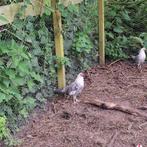 Zilverpel haan, Dieren en Toebehoren, Mannelijk, Kip