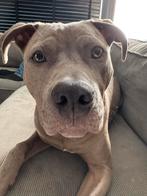 Amerikaanse Stafford Pup, Dieren en Toebehoren, Reu, 1 tot 2 jaar, American Staffordshire Terriër, Eén hond