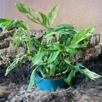 Monstera Adansonii Indonesian Marble #4, Overige soorten, Minder dan 100 cm, Groene kamerplant, Halfschaduw