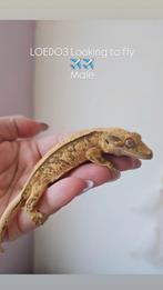 Mannelijke Wimpergekko 1.0, Dieren en Toebehoren, Reptielen en Amfibieën, Hagedis, Tam, 0 tot 2 jaar