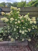 3 stuks Hydrangea paniculata ‘Little Lime’ – Hortensia, Ophalen, Halfschaduw, 100 tot 250 cm, Zomer