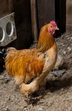 Brahma haan, Dieren en Toebehoren, Pluimvee, Meerdere dieren, Kip