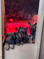 Gezonde Mechelse Herder pups, Rabiës (hondsdolheid), 8 tot 15 weken, Meerdere, Meerdere dieren