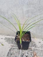 Liriope te koop, Tuin en Terras, Planten | Tuinplanten, Ophalen