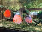 Discus vissen XXL volwassen 23-30cm, Dieren en Toebehoren, Vissen | Aquariumvissen, Vis