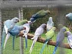 Halsbandparkiet Halsbandparkieten, Dieren en Toebehoren, Vogels | Parkieten en Papegaaien, Meerdere dieren, Parkiet, Geringd