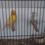 Kanaries, Dieren en Toebehoren, Vogels | Kanaries, Meerdere dieren, Kleurkanarie