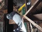 Kroppers, Dieren en Toebehoren, Meerdere dieren