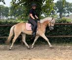 Verzorger/bijrijder gezocht, Dieren en Toebehoren, Paarden en Pony's | Overige Paardenspullen, Ophalen of Verzenden, Dressuur