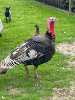 Mooie kalkoenhaan, Dieren en Toebehoren, Pluimvee, Kip