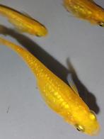 Medaka Yellow Lame (Japanse Rijstvisjes) eitjes te koop, Dieren en Toebehoren, Vissen | Aquariumvissen, Vis