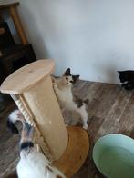 Kruising noorseboskat kittens, Dieren en Toebehoren, Meerdere dieren