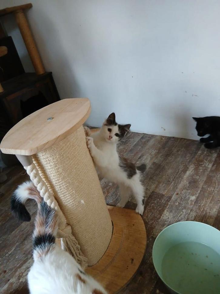 Kruising noorseboskat kittens, Dieren en Toebehoren, Katten en Kittens | Overige Katten, Meerdere dieren