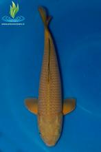 053 Chagoi, Dieren en Toebehoren, Vissen | Vijvervissen, Karper of Koi