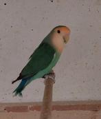 Mooi te maken broedkoppel Agapornis roseicollis, Dieren en Toebehoren, Meerdere dieren, Dwergpapegaai of Agapornis, Geringd