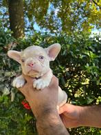 Franse Bulldogjes met open neusje en staartje, België, Fokker | Hobbymatig, Rabiës (hondsdolheid), 8 tot 15 weken