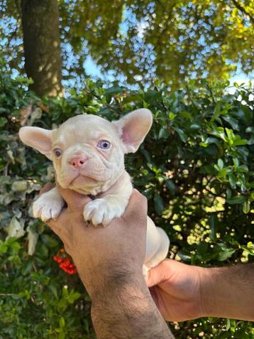 Franse Bulldogjes met open neusje en staartje beschikbaar voor biedingen