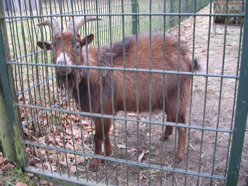 dwerggeit bok CAE/cl vrij Q koorts geënt van kinderboerderij, Dieren en Toebehoren, Schapen, Geiten en Varkens, Geit, Mannelijk