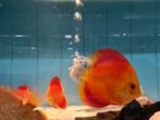 Discus Red Melon Albino, Symphysodon Discus, Dieren en Toebehoren, Vis, Zoetwatervis
