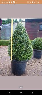 Mooie buxus piramides, Tuin en Terras, Planten | Bomen, Ophalen