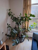 Grote Ficus Plant, Huis en Inrichting, Kamerplanten, Ophalen of Verzenden, Ficus, Halfschaduw