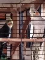 Koppel valkparkieten. Wildkleur. Appingedam., Dieren en Toebehoren, Meerdere dieren, Parkiet