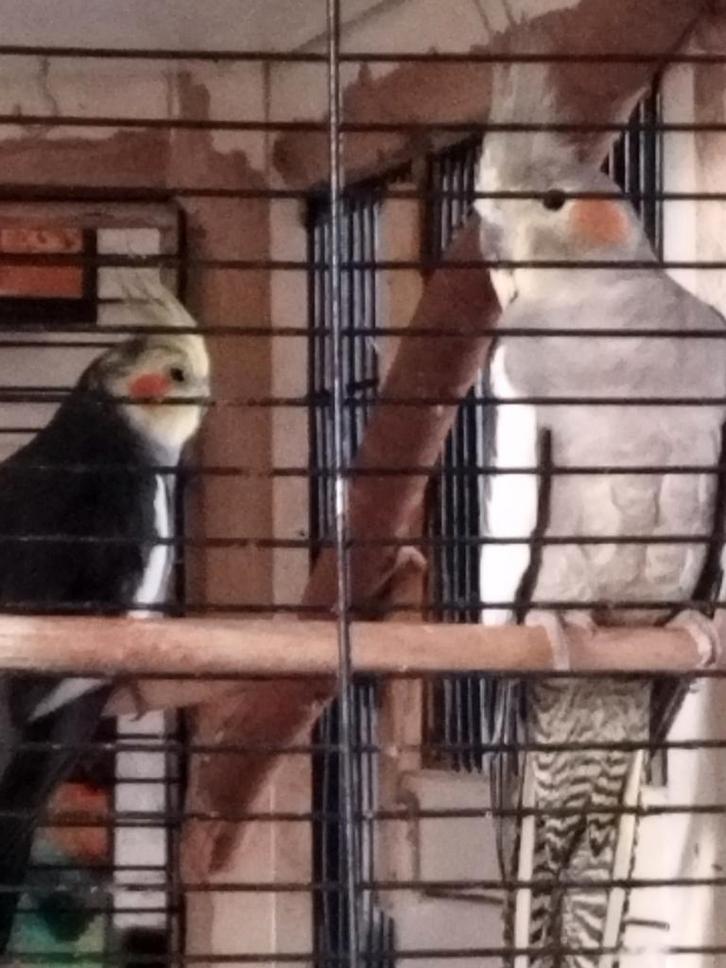 Koppel valkparkieten. Wildkleur. Appingedam., Dieren en Toebehoren, Vogels | Parkieten en Papegaaien, Parkiet, Meerdere dieren