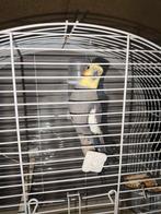 parkiet, Dieren en Toebehoren, Vogels | Parkieten en Papegaaien, Mannelijk, Parkiet, Pratend