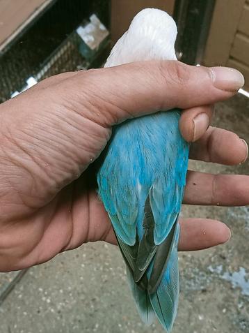 Prachtige brr agapornis fisheri opaline turquoise man xxl beschikbaar voor biedingen