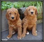 Labradoodle pups, Nederland, Overige rassen, 8 tot 15 weken, CDV (hondenziekte)