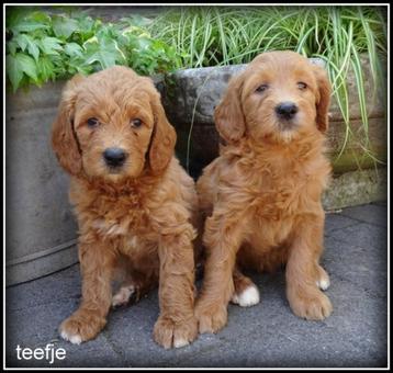 Labradoodle pups beschikbaar voor biedingen