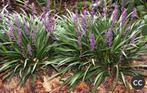 Liriope Muscari planten, Tuin en Terras, Planten | Tuinplanten, Ophalen, Volle zon, Vaste plant, Siergrassen