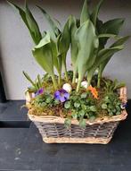 Te koop leuke lente stukje in een rieten mand, Tuin en Terras, Planten | Tuinplanten, Lente, Ophalen