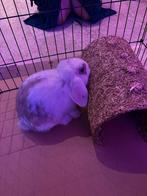 Konijntjes met liefde opgevoed zoeken nieuw huisje, Dieren en Toebehoren, Knaagdieren, Meerdere dieren, Overige typen, Tam