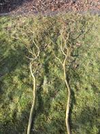 Paastakken / Krulwilg, Volle zon, Eenjarig, Bloeit niet, Ophalen