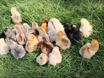 Cochin kriel hen kuikens beschikbaar voor biedingen