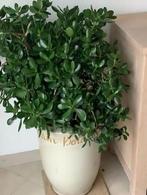 Zeer. Grote Jade fantastische plant🌲 eruit plant erin🌿🌱., Ophalen, Overige soorten, Minder dan 100 cm