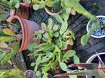 Grote partij cactussen Dikke potten vol, Tuin en Terras, Planten | Tuinplanten, Ophalen, Overige soorten, Volle zon