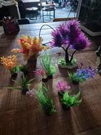 Nepplantjes voor in het aquarium, Ophalen, Gebruikt, Plant(en), Steen of Hout