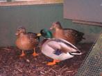 Te koop mooie widkleur kwakertjes, Dieren en Toebehoren, Meerdere dieren, Eend