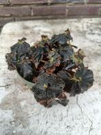 Begonia Black Mamba, Ophalen, Overige soorten, Halfschaduw, Minder dan 100 cm