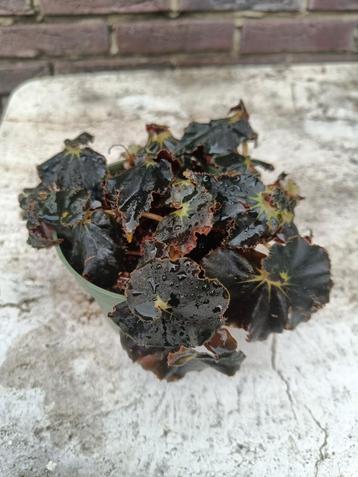 Begonia Black Mamba beschikbaar voor biedingen