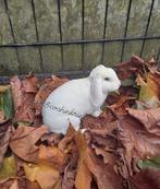Speciale vacht hebben deze dieren rex dwerghangoor nhd, Dieren en Toebehoren, Vrouwelijk, Groot