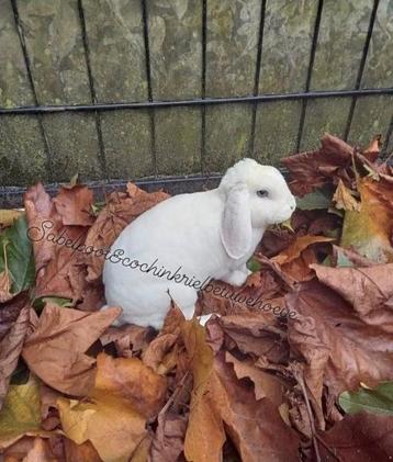Speciale vacht hebben deze dieren rex dwerghangoor nhd beschikbaar voor biedingen
