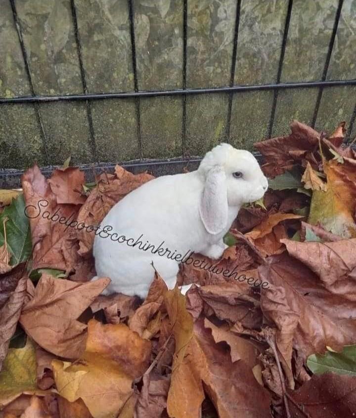 Speciale vacht hebben deze dieren rex dwerghangoor nhd, Dieren en Toebehoren, Konijnen, Groot, Vrouwelijk