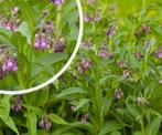 Gewone smeerwortel circa 35 cm (Symphytum Officinale), Tuin en Terras, Planten | Tuinplanten, Ophalen, Bodembedekkers, Vaste plant