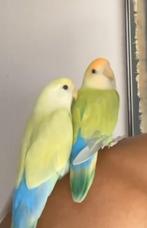 agapornis opzoek naar een nieuwe baas, Dieren en Toebehoren, Mannelijk, Dwergpapegaai of Agapornis
