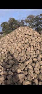 Voederbieten thuis geleverd, Dieren en Toebehoren, Runderen, Mannelijk
