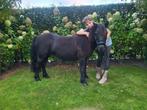 Superlieve shetlandpony, Dieren en Toebehoren, Pony's, Merrie, Gechipt, Zadelmak, A pony (tot 1.17m)